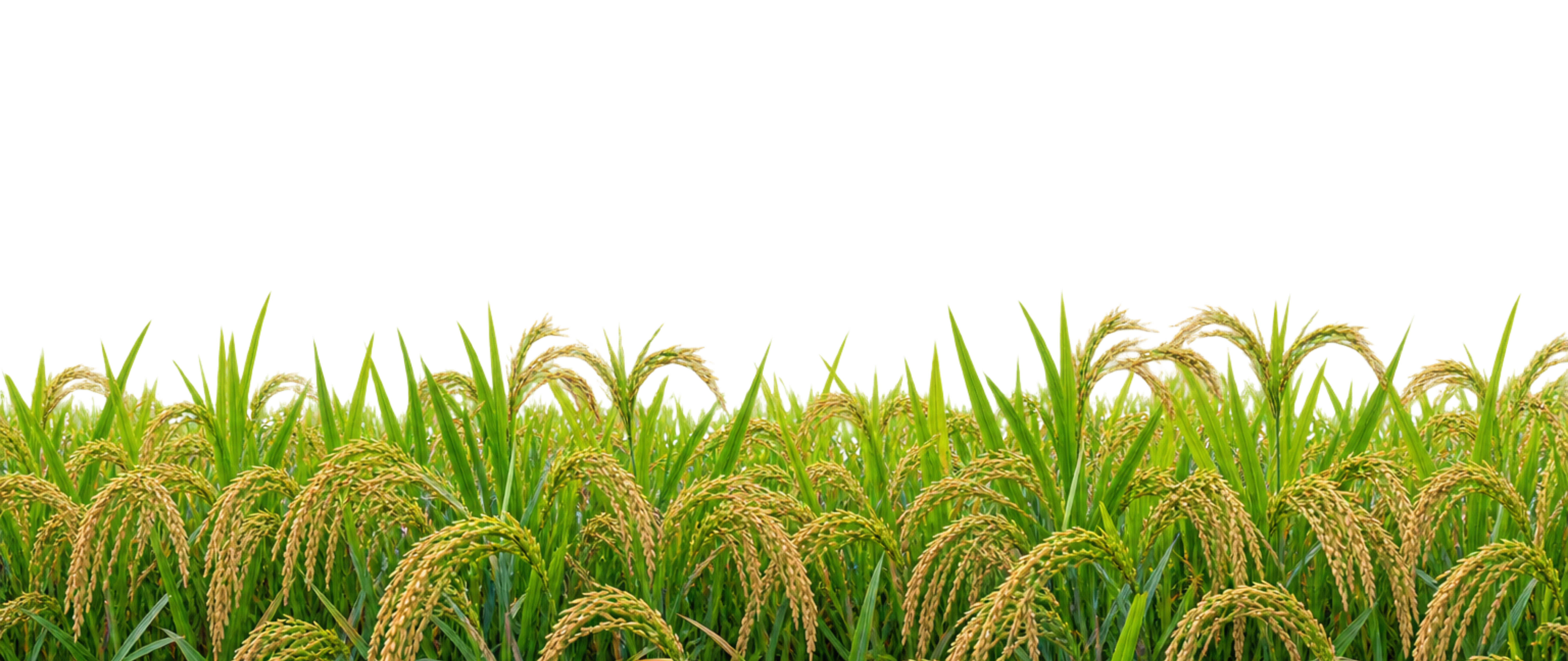 Botanical Field Showcase